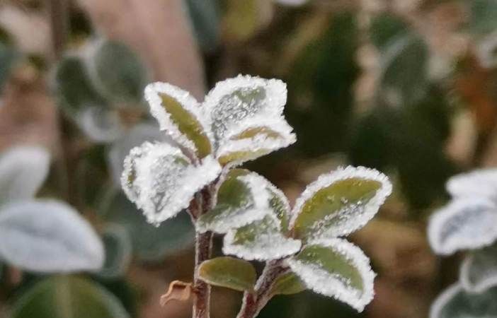 代表冬天的经典事物有什么