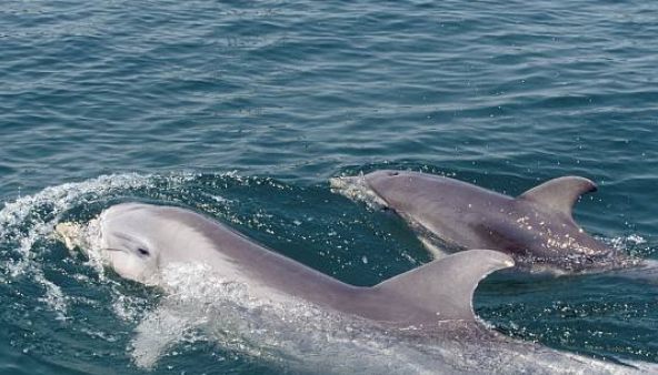 鲸鱼换气一次能在水里多久,虎鲸能憋气多久图6