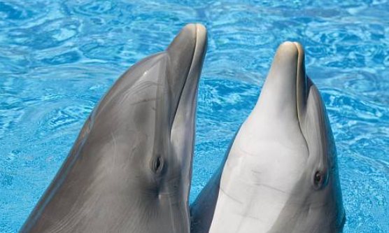 鲸鱼换气一次能在水里多久,虎鲸能憋气多久图5