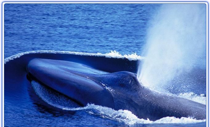 鲸鱼换气一次能在水里多久,虎鲸能憋气多久