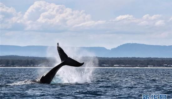 鲸鱼吸一次气可在水中多久