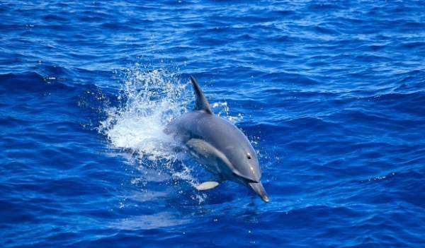 鲸鱼换气一次能在水里多久,虎鲸能憋气多久图4