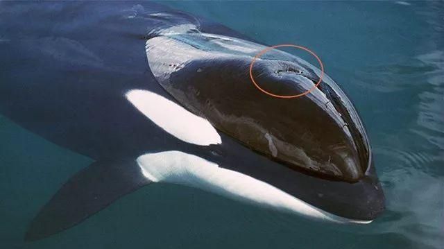 鲸鱼换气一次能在水里多久,虎鲸能憋气多久