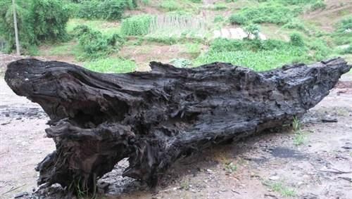 墨绿色金丝楠木阴沉木特点