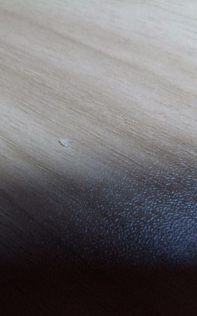 屋里有小飞虫是怎么回事