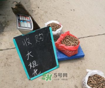 ​知了壳收什么价？知了壳收购价格