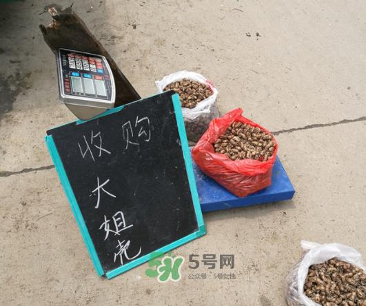 知了壳收什么价?知了壳收购价格 知了壳收什么价?知了壳收购价格