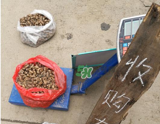 知了壳收什么价?知了壳收购价格 知了壳收什么价?知了壳收购价格