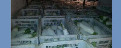 ​白萝卜怎么保存