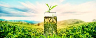 ​茶泡是怎么形成的 茶叶怎么泡才是正确的