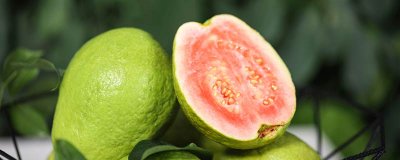 ​芭乐的成熟期