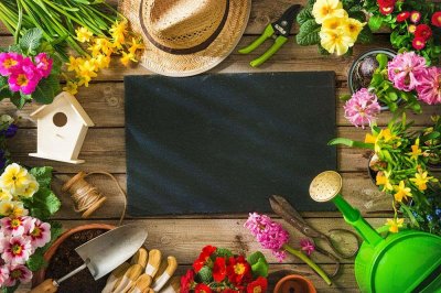 ​斑马芦荟的养殖方法及注意事项