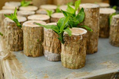 ​巴西木开花有毒吗，开花是什么兆头