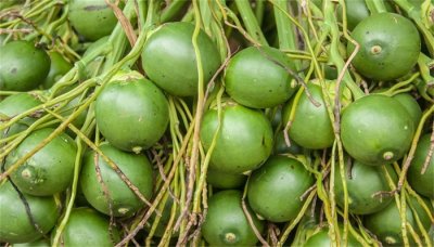 ​吃槟榔有什么好处和坏处