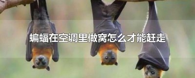 ​蝙蝠在空调里做窝怎么才能赶走