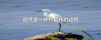 ​白鹭是一种什么样的动物