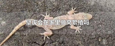 ​壁虎会在家里做窝繁殖吗
