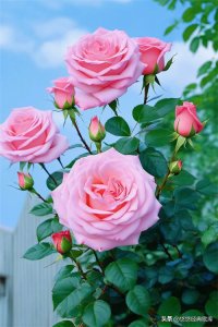 ​120种花卉大盘点：你能说出多少种花的名字？