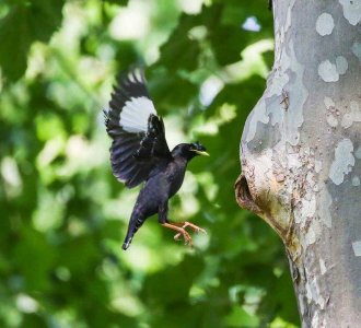 鸟儿育雏季，跟踪拍精彩—八哥鸟