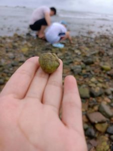 ​石老人挖螃蟹