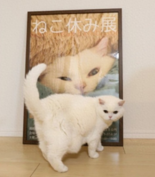 超可爱的猫咪瞬间，萌翻了！