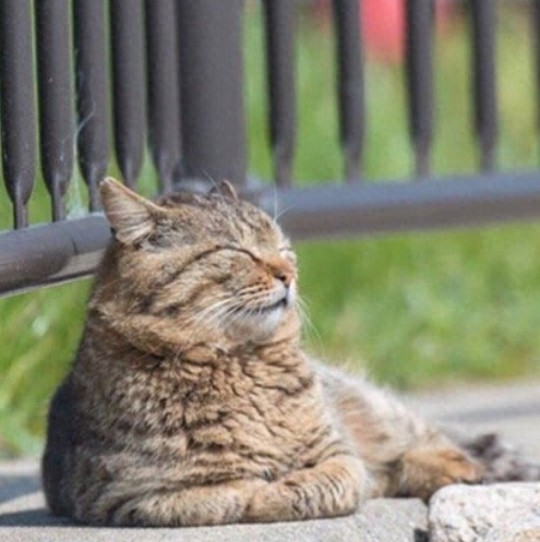 超可爱的猫咪瞬间，萌翻了！