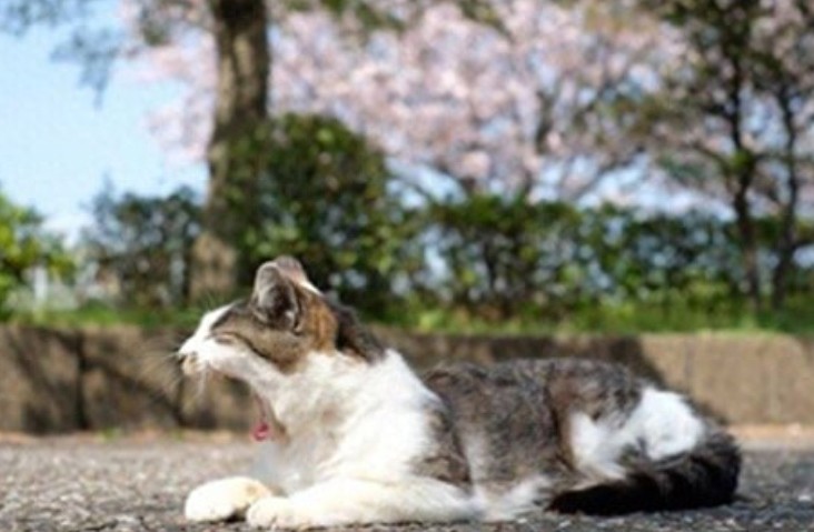 超可爱的猫咪瞬间，萌翻了！