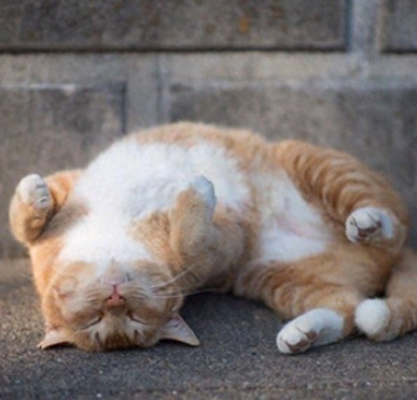 超可爱的猫咪瞬间，萌翻了！