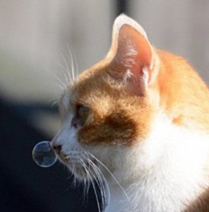 ​超可爱的猫咪瞬间，萌翻了！