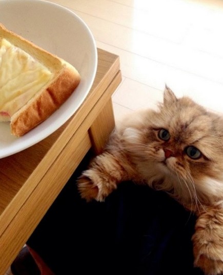 超可爱的猫咪瞬间，萌翻了！