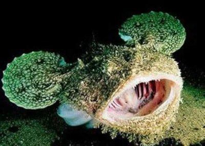 ​你知道哪些是雌雄一体的动物吗？