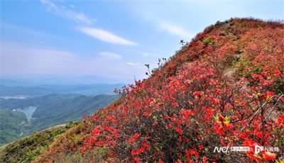​广州从化“通天蜡烛”杜鹃花开竞艳，一路绽放遍山野