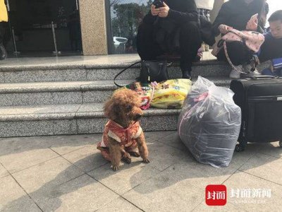 ​春节坐大巴回家可以带狗狗吗？客运站：装笼子放在行李仓就没问题
