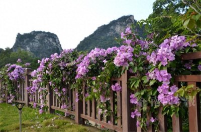 ​蒜香藤开花烂漫如海，柳州这里成网红打卡地