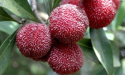 广东汕头十大著名特产,知道一半算你厉害