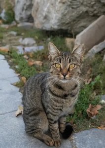​短毛家猫=土猫？揭秘喵界＂田园逆袭＂的扎心品种真相！