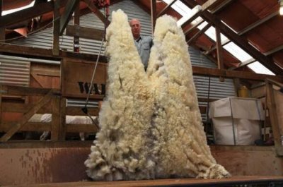 ​新西兰十大特产，去新西兰旅游不要买错了