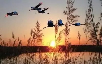 ​《菜根谭》修身智慧分享(10)“雁渡寒潭，雁过而潭不留影”