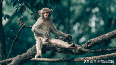 ​武汉一公园出售猴子 单价3000元起，猴子能自己饲养吗