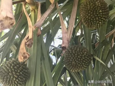​海南风情（065）奇特的野菠萝是树上结的