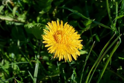 ​种植10亩蒲公英一年收入200000元