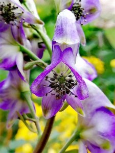 ​川乌头——毒公