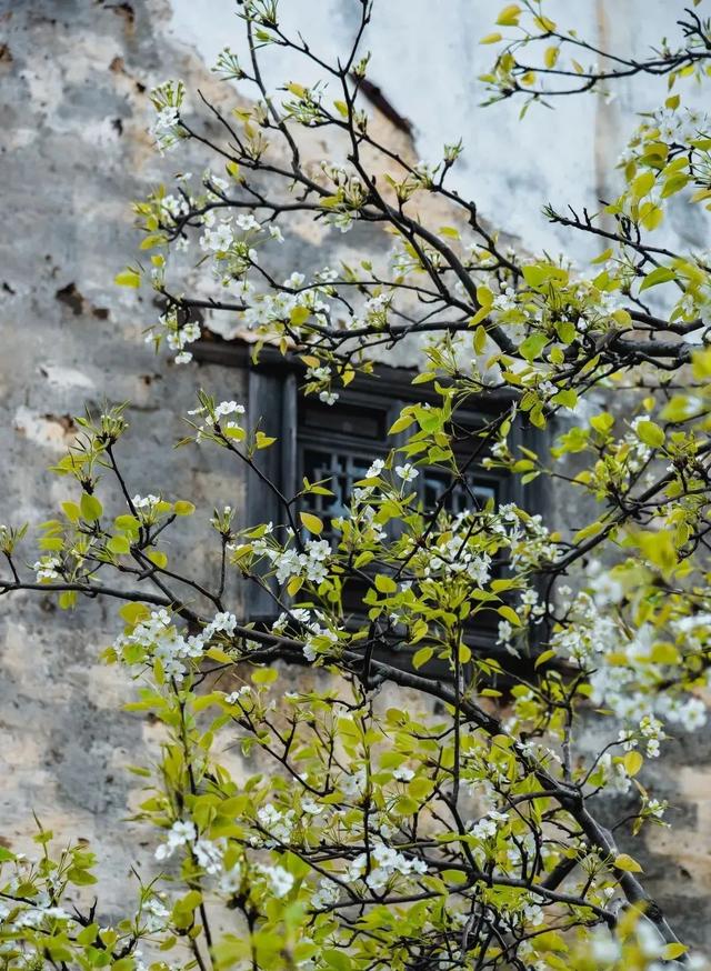 江西婺源的油菜花又开了（绝美盛开等你入画）(60)