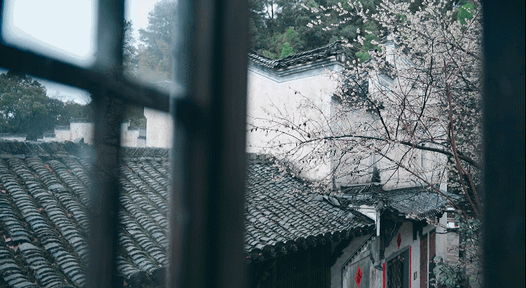 江西婺源的油菜花又开了（绝美盛开等你入画）(21)