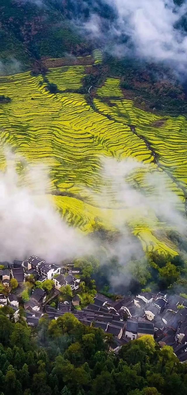 江西婺源的油菜花又开了（绝美盛开等你入画）(56)