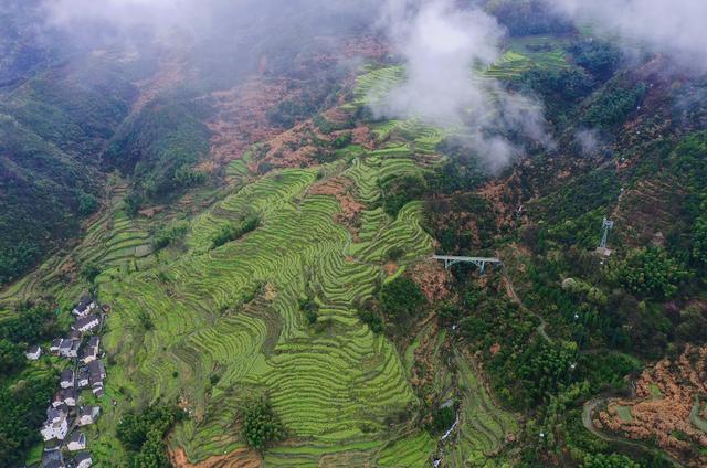 江西婺源的油菜花又开了（绝美盛开等你入画）(10)