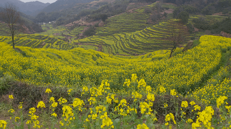 江西婺源的油菜花又开了（绝美盛开等你入画）(17)