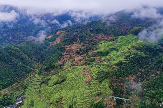 江西婺源的油菜花又开了（绝美盛开等你入画）(11)