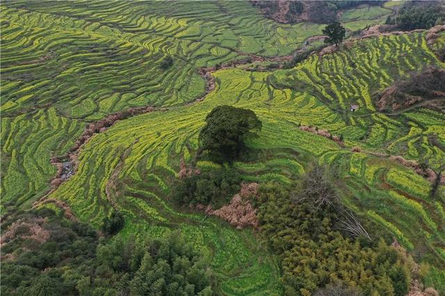 江西婺源的油菜花又开了（绝美盛开等你入画）(13)