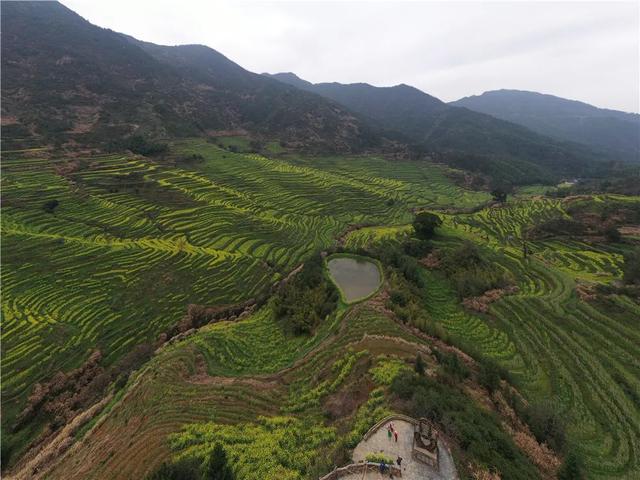 江西婺源的油菜花又开了（绝美盛开等你入画）(14)
